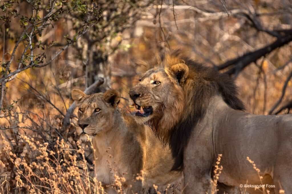 Lions in the bush