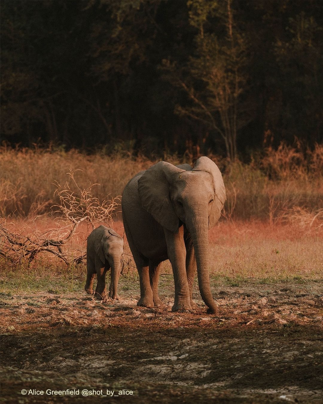 Elephant with calf