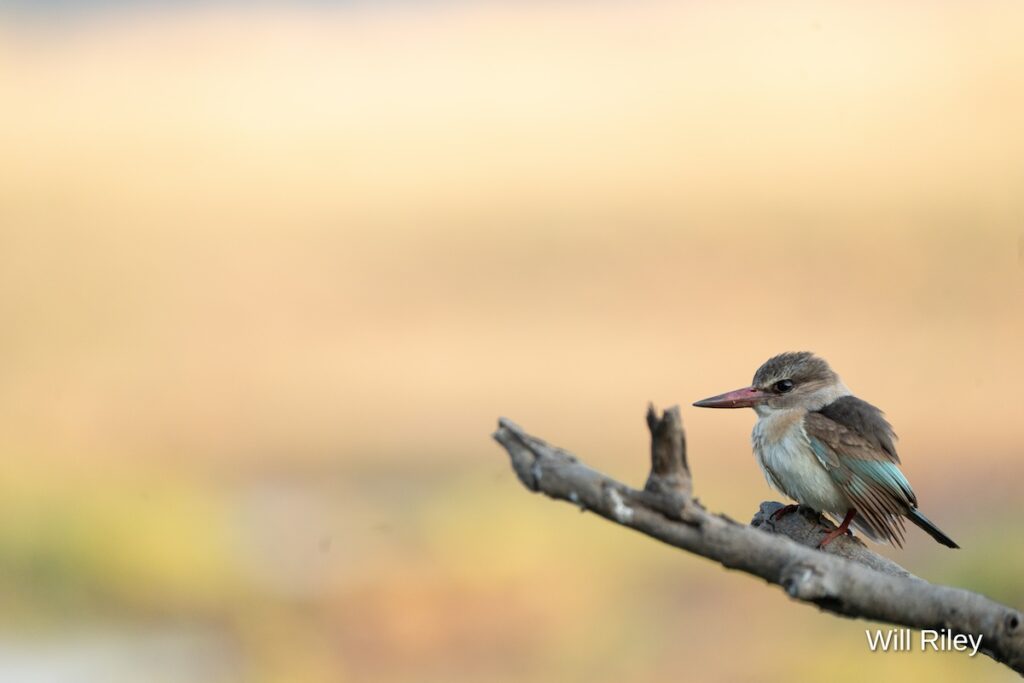 Brown-Hooded Kingfisher