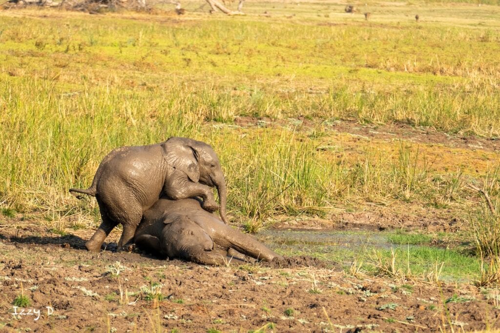 Elephants playing in the mud at Three Rivers Camp