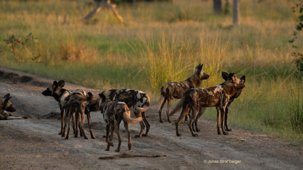 Wild dogs by Jonas Strahberger