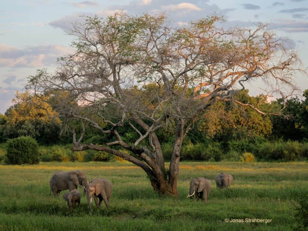 Elephants by Jonas Strahberger