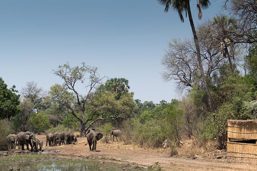 The hide at Island Bush Camp with elephants