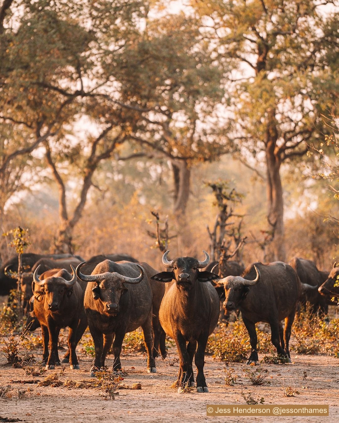Buffaloes