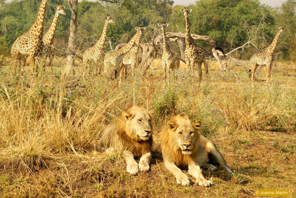 Two male lions with giraffes in the background