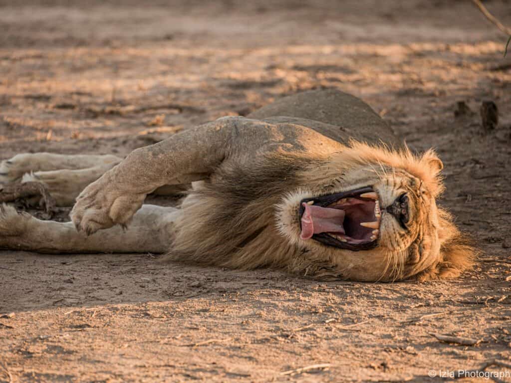 Top 5 Zambia Safari Packages