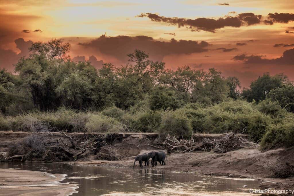 Elephants in South Luangwa
