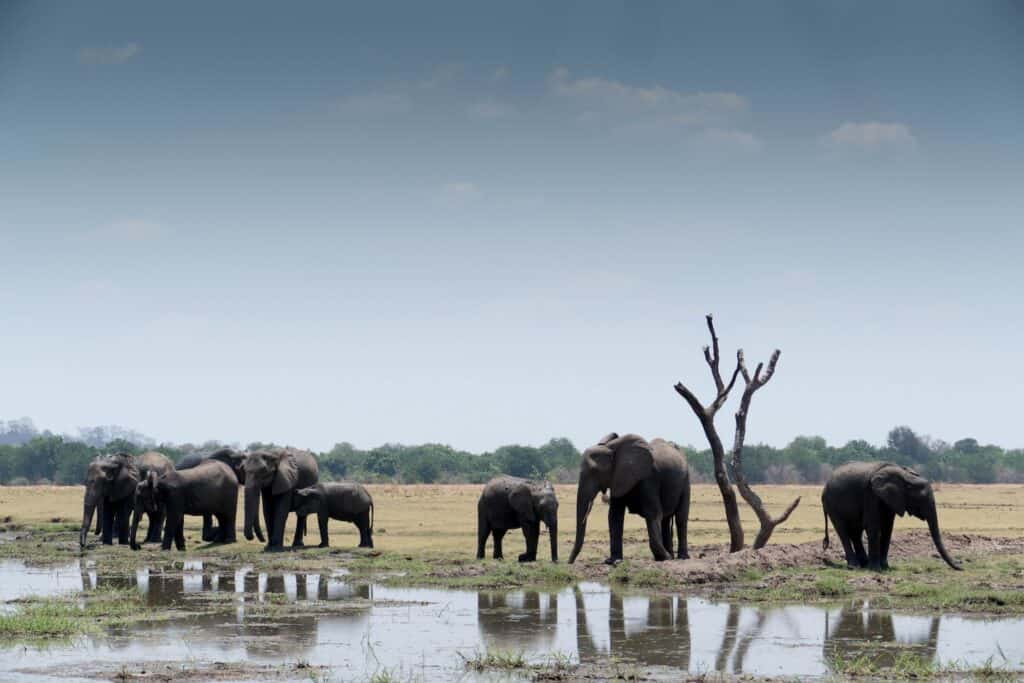 elephants at Kafunta