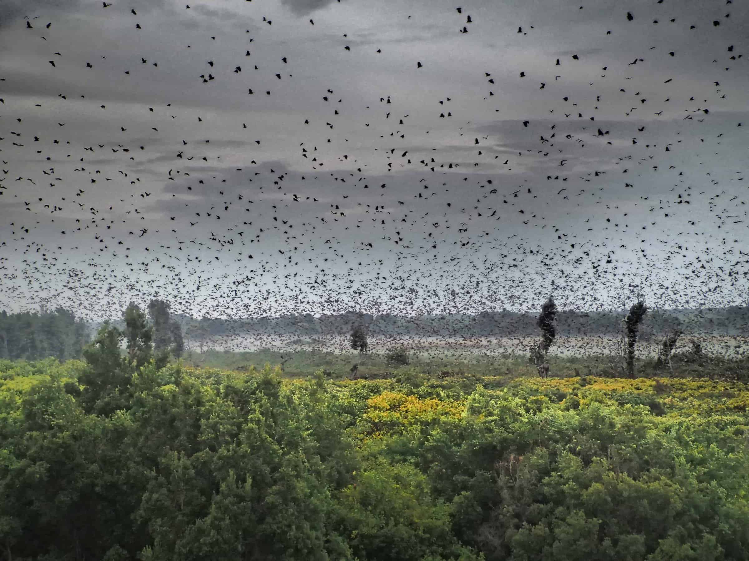Kasanka bat migration