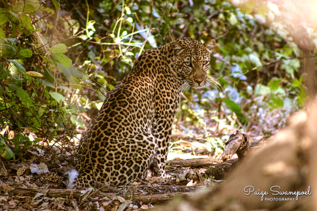 Beautiful leopard