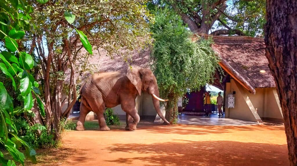 Elephant at Kafunta