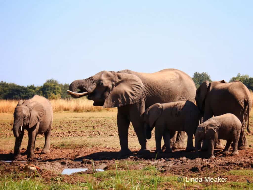 Elephants at Kafunta