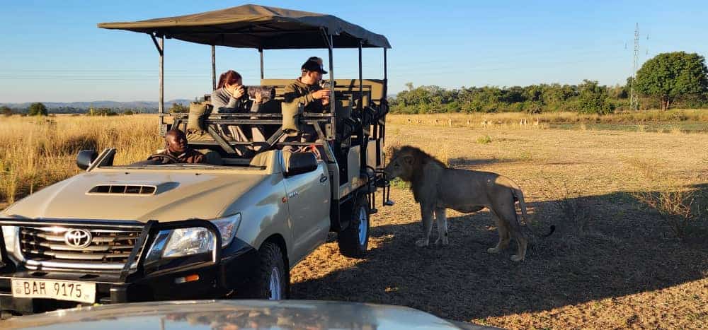 Lion touching our safari vehicle