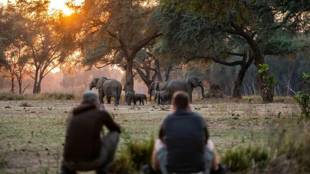 Walking safari