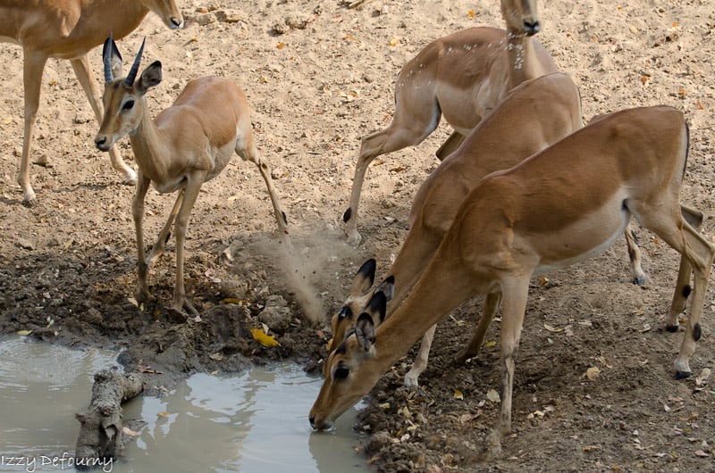 Impalas at waterhole