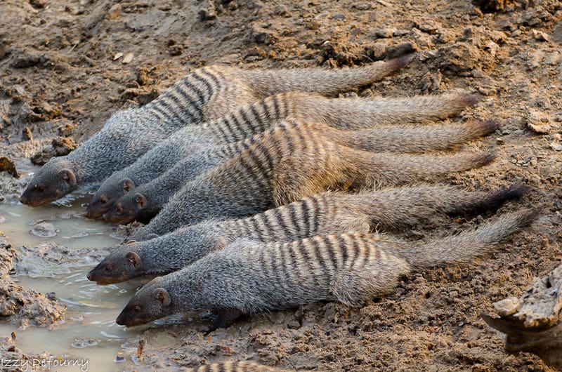 Banded mongooses drinking, unaware