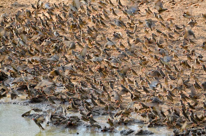 A flock of red-billed quelea taking off