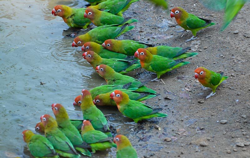 Many Lilian's Lovebirds drinking water
