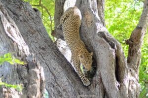 Leopard in a tree