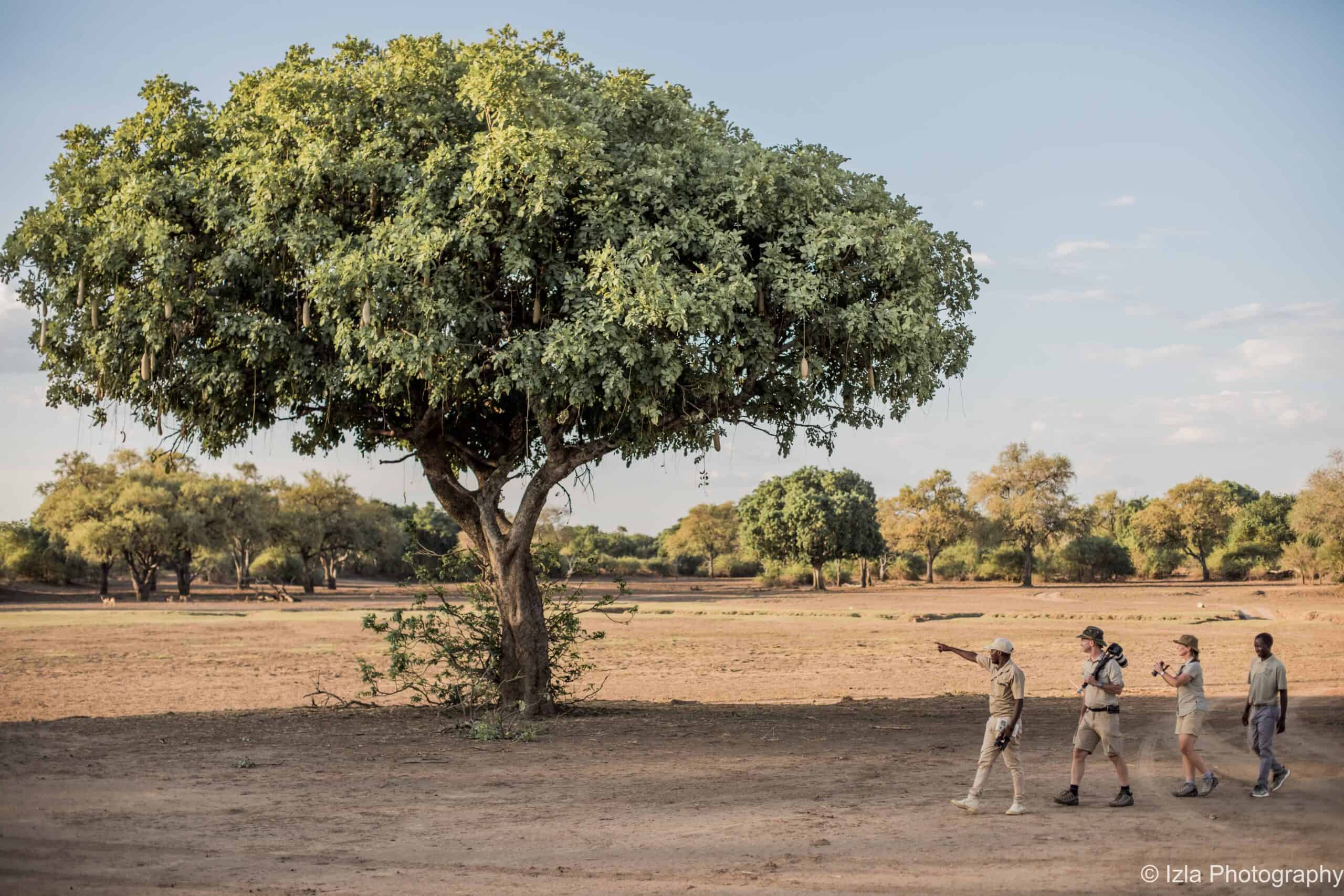 South Luangwa