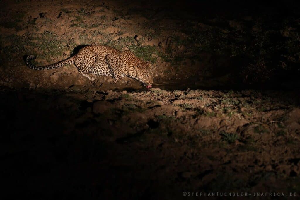 Wildlife night photography