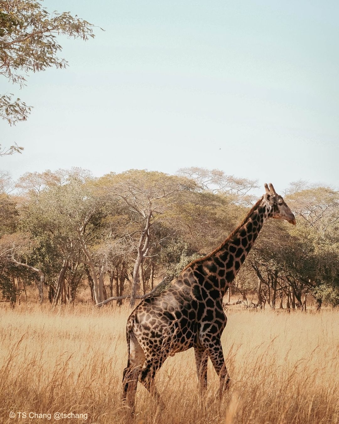 Giraffe in the bush
